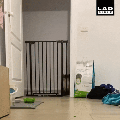 AAAEA898-6081-482C-A984-3FFEA804D192.gif