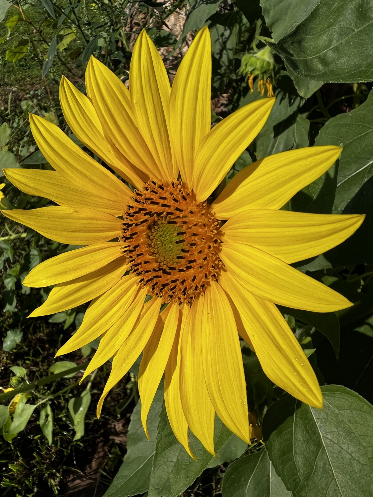 ABF3320E-83D4-4311-8EF4-D3EFD14AA3A9.jpeg