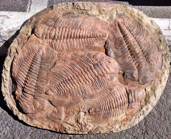 Acadoparadoxides briareus multiple (5).jpeg