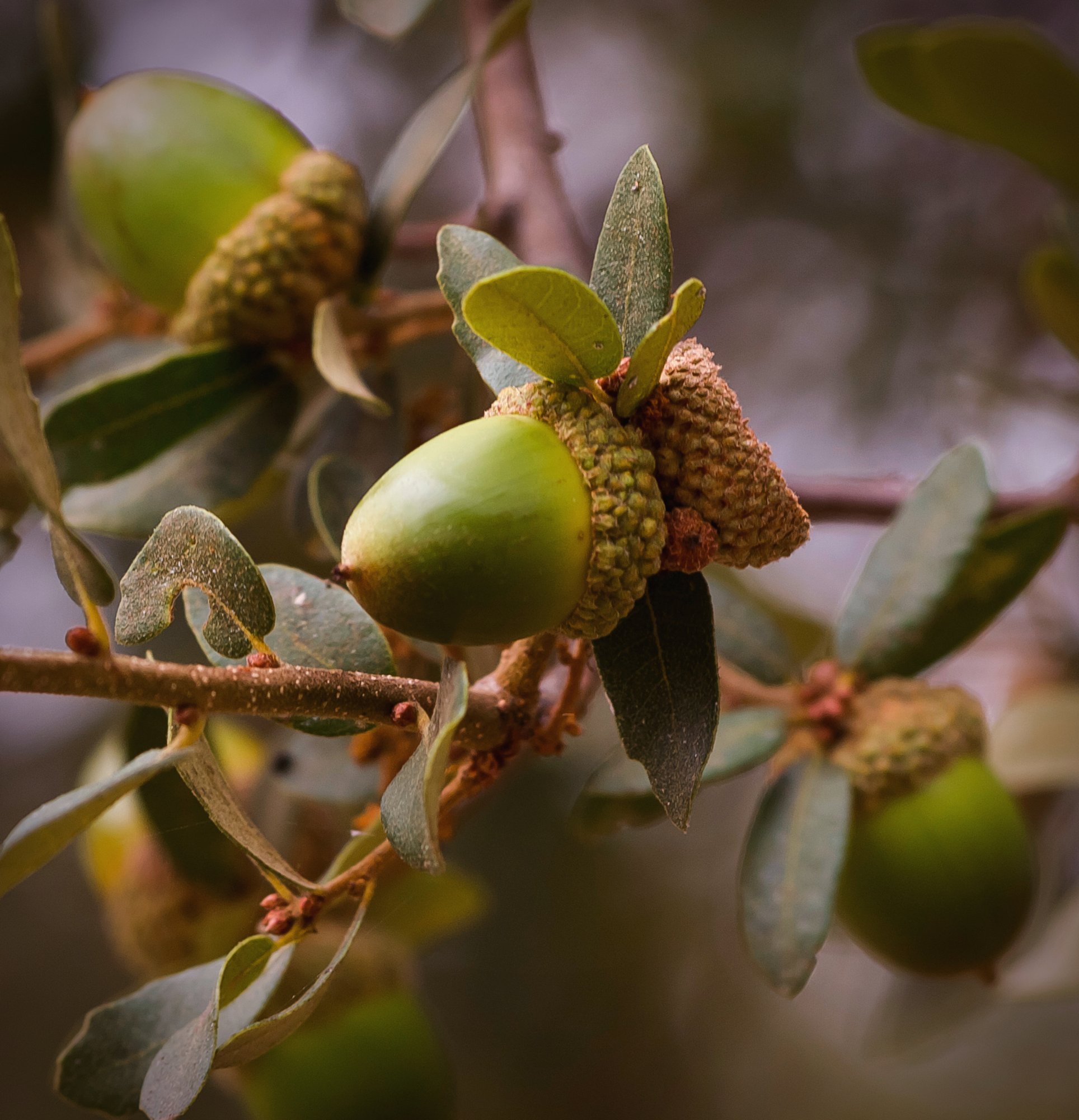 acorns on tree 1641 9.8.22 xv2.jpg
