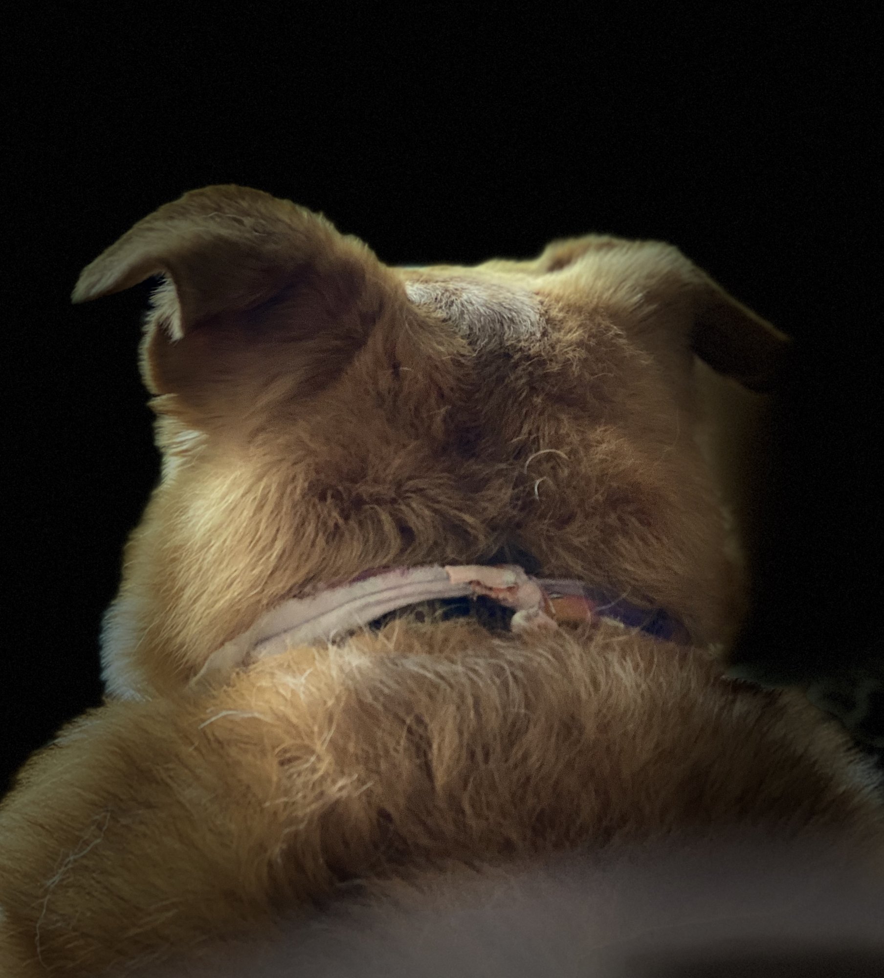 AD8C35DE-83DB-4AF9-AEE4-41A4B4F2DE31.jpeg