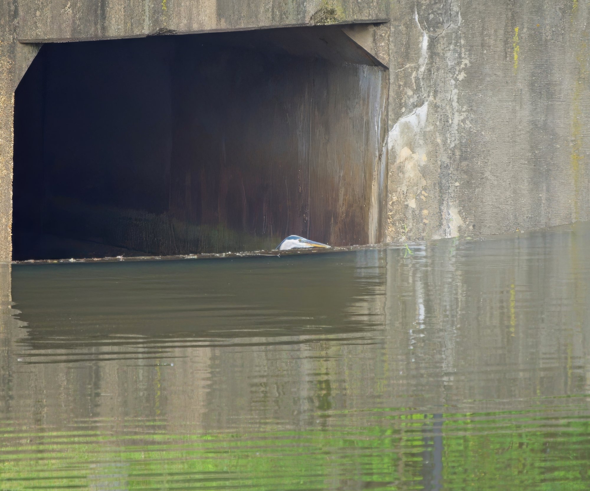 Alfred Sees the Lake From a New Angle.jpeg
