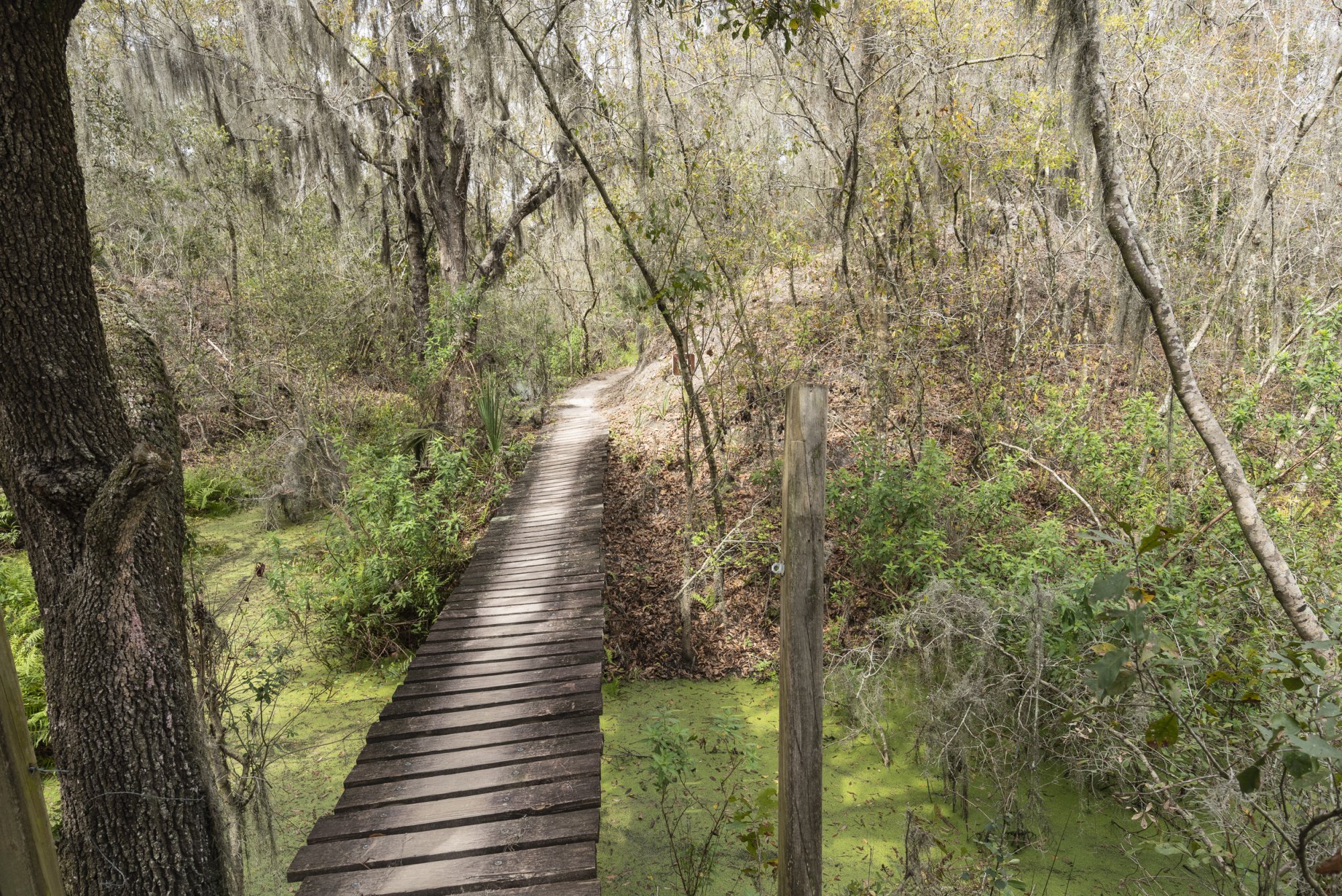 Alifia River SP - 2500px-2.JPG