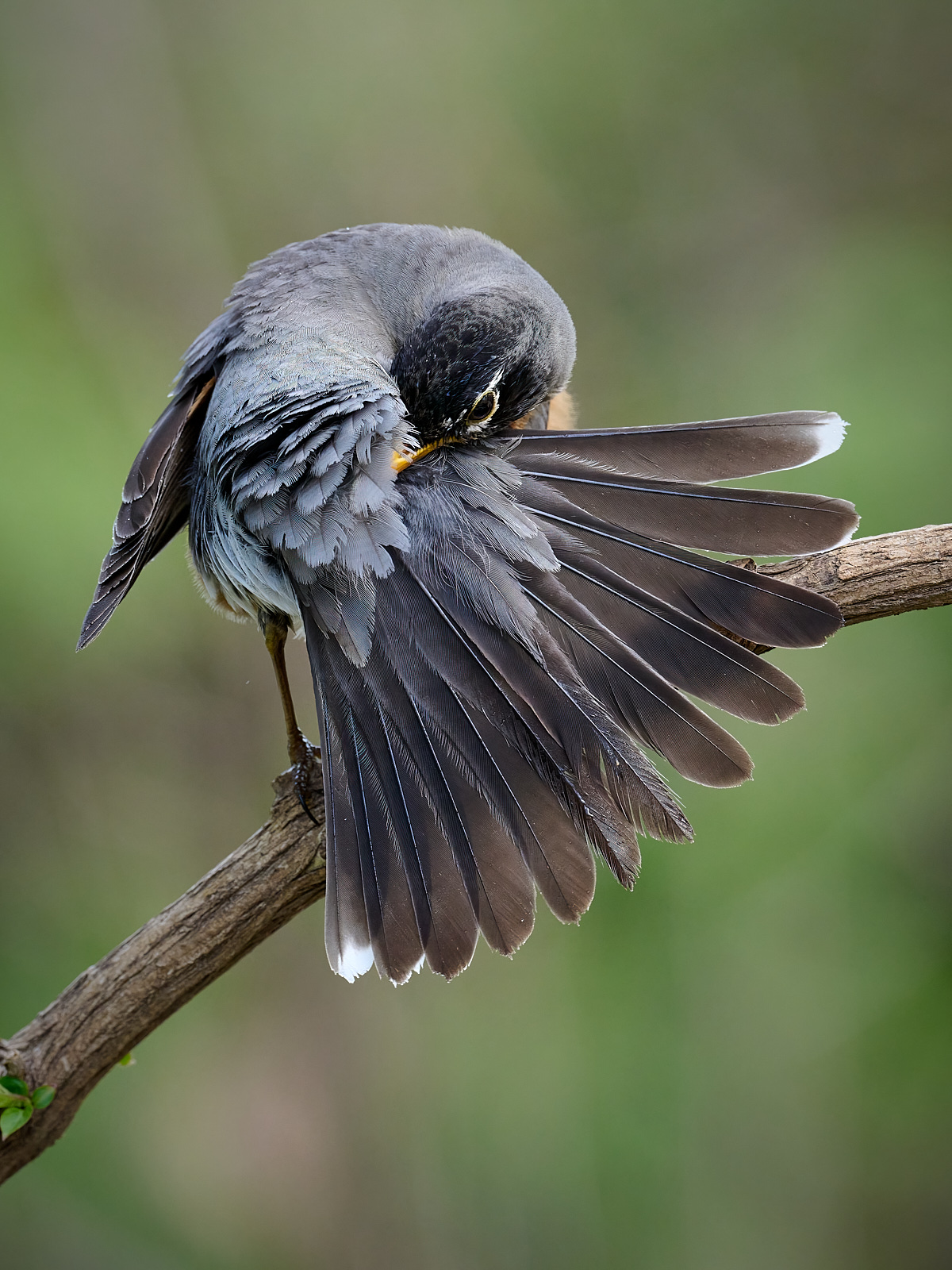 American Robin 9.jpg