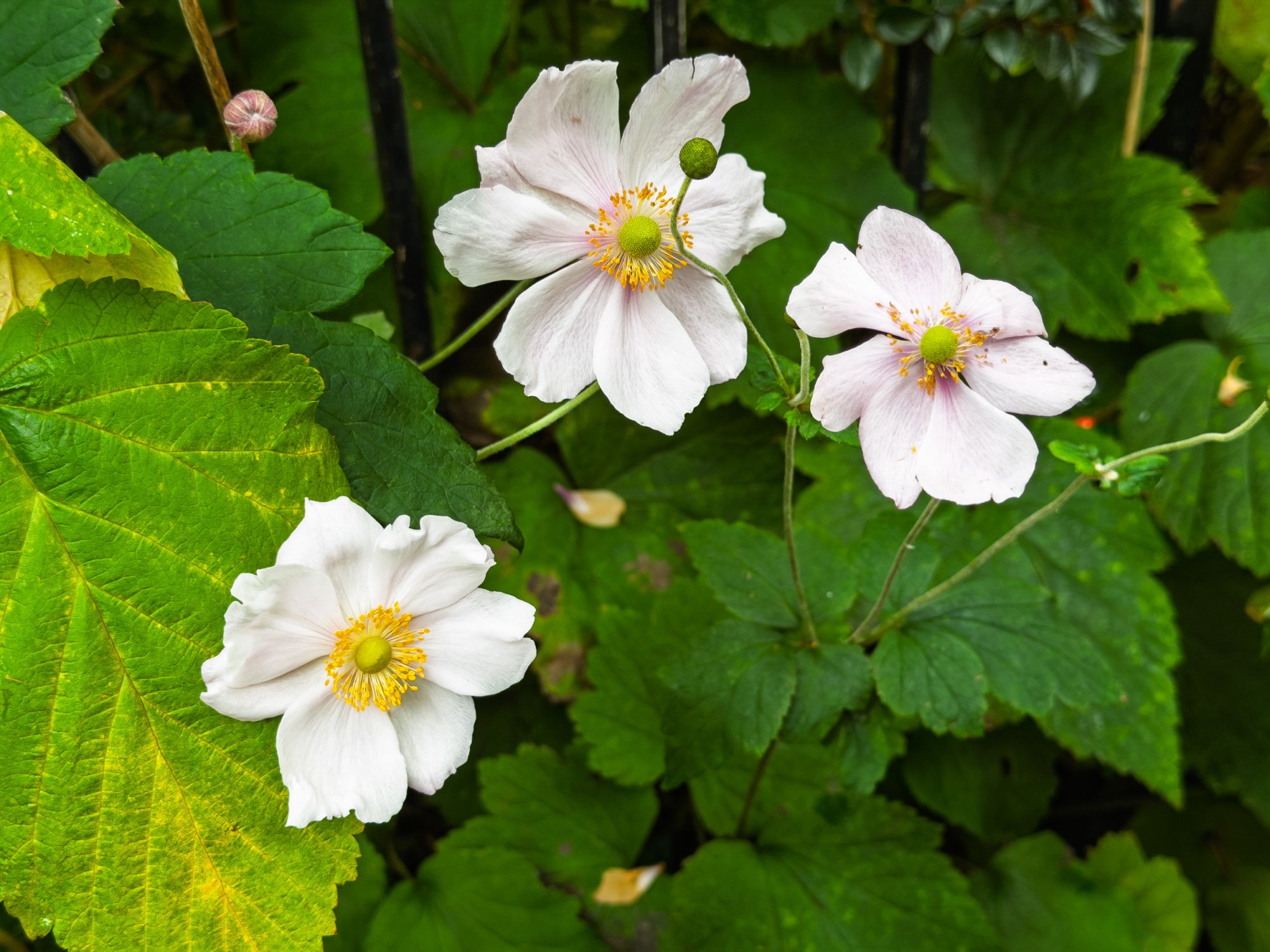 Anenome20251002.jpg