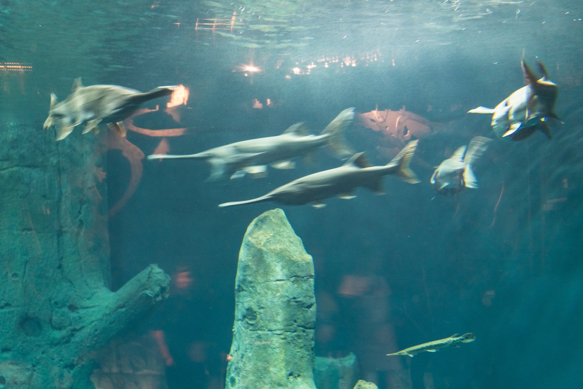 Aquatix - 2500px-19.jpg