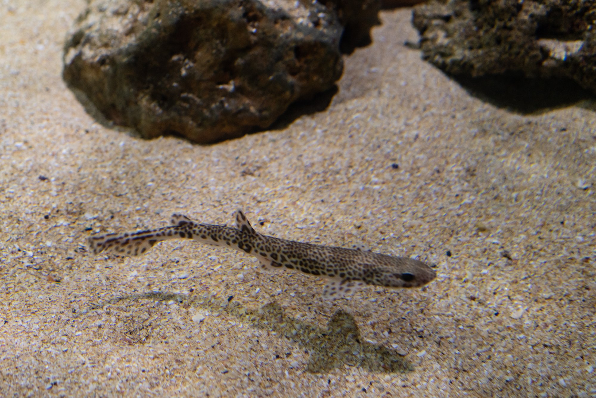 Aquatix - 2500px-5.jpg