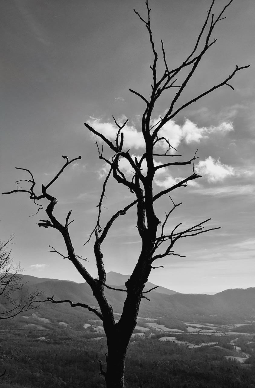 B&W Tree.jpeg