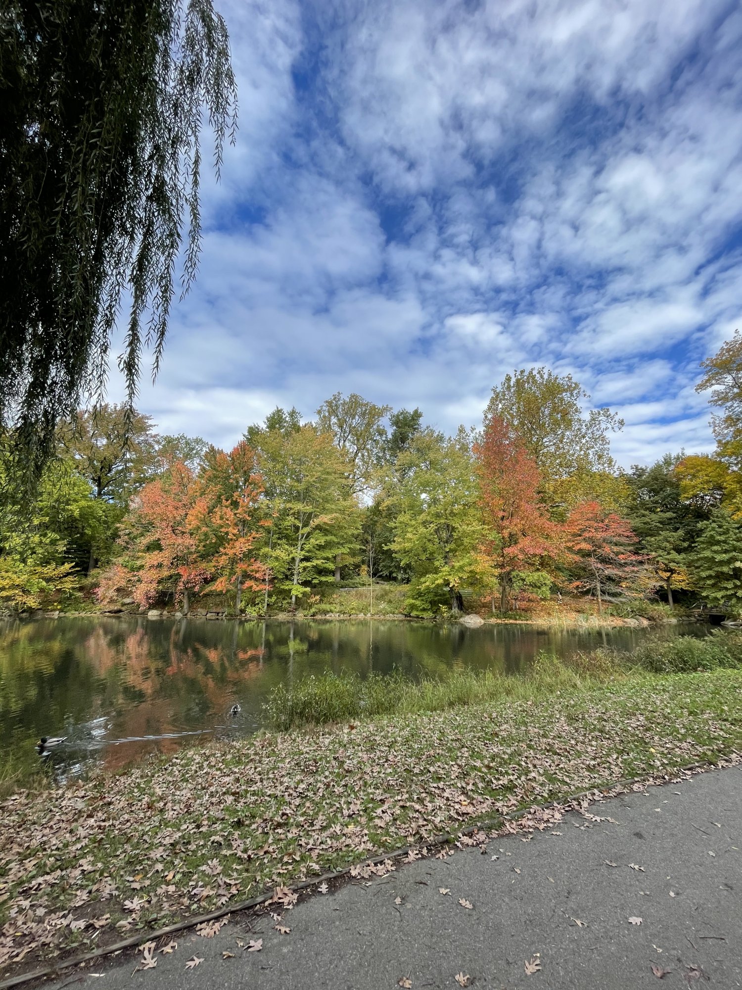 B29DDEC6-C864-40A8-941E-2F6CEF8A551F.jpeg