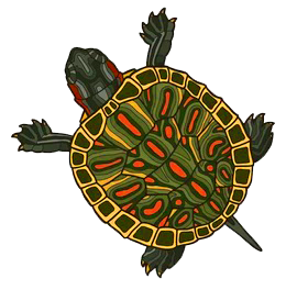Baby Box Turtle.png
