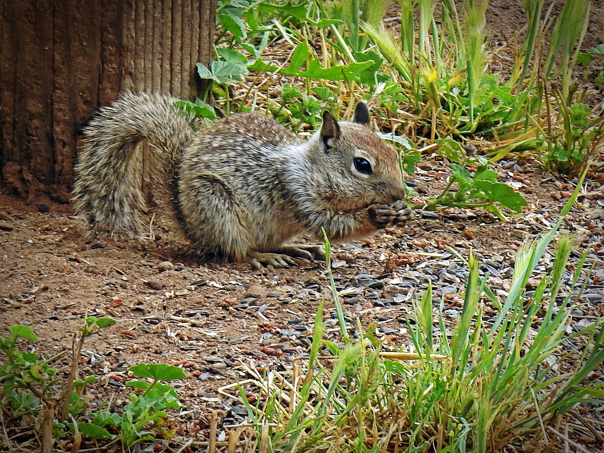 baby sq eating sunny seeds xv2.jpg