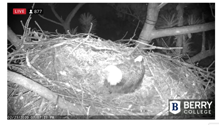 back on the nest for night shift.jpg