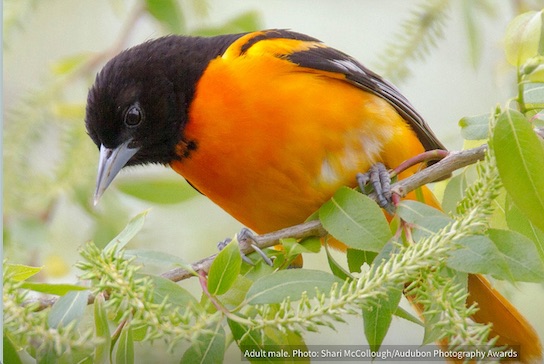 Baltimore Oriole.jpg