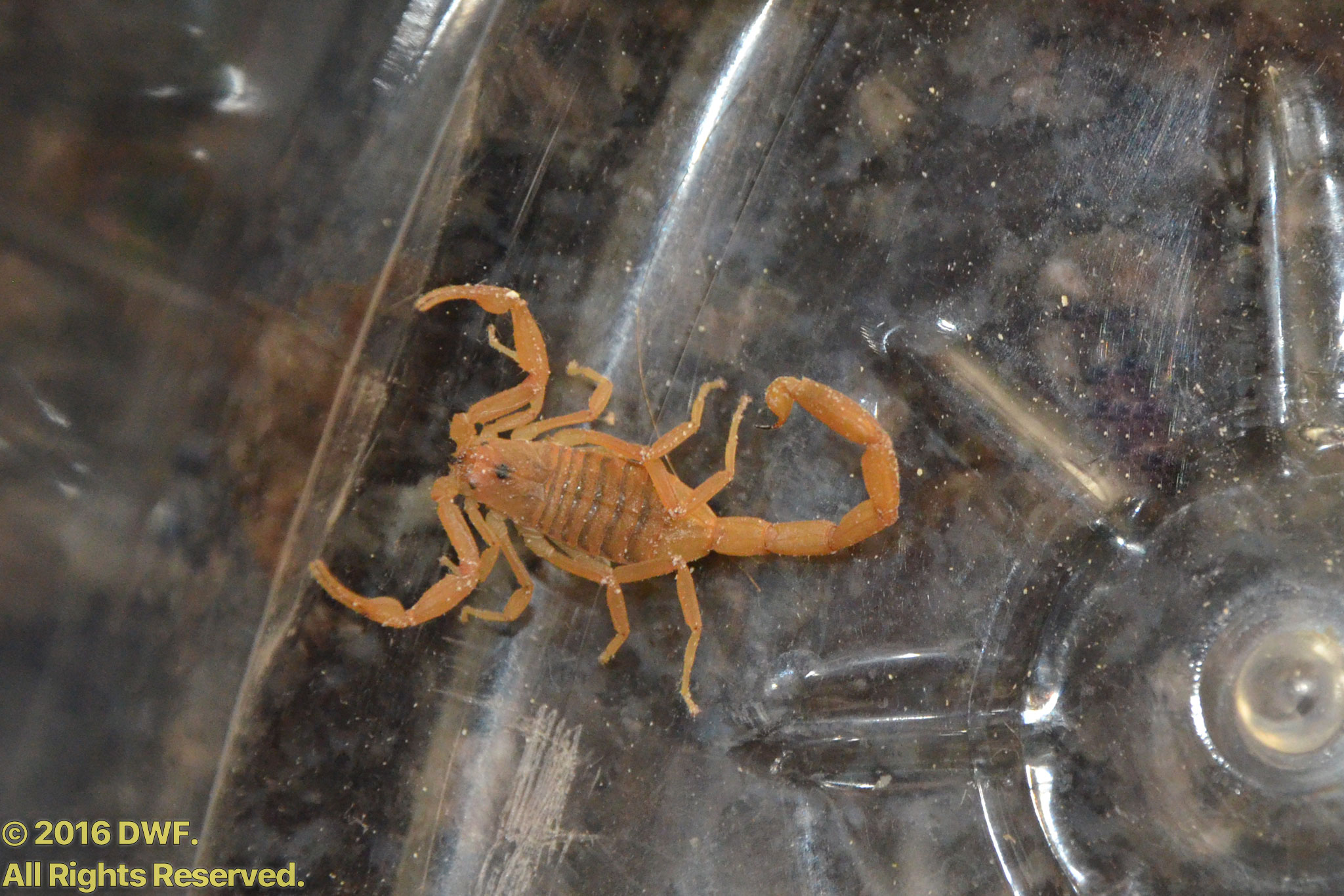 Bark-Scorpion.jpg