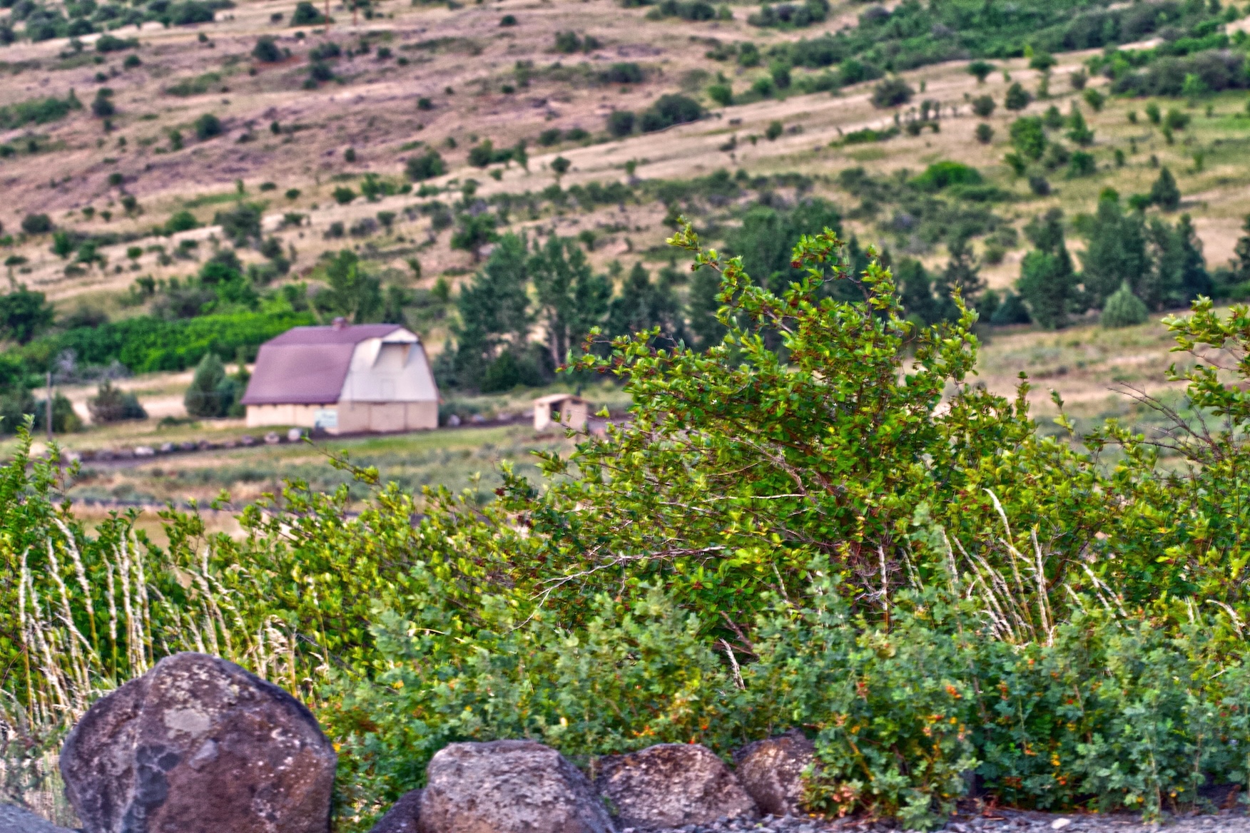 barnfoothill1 - 1.jpeg