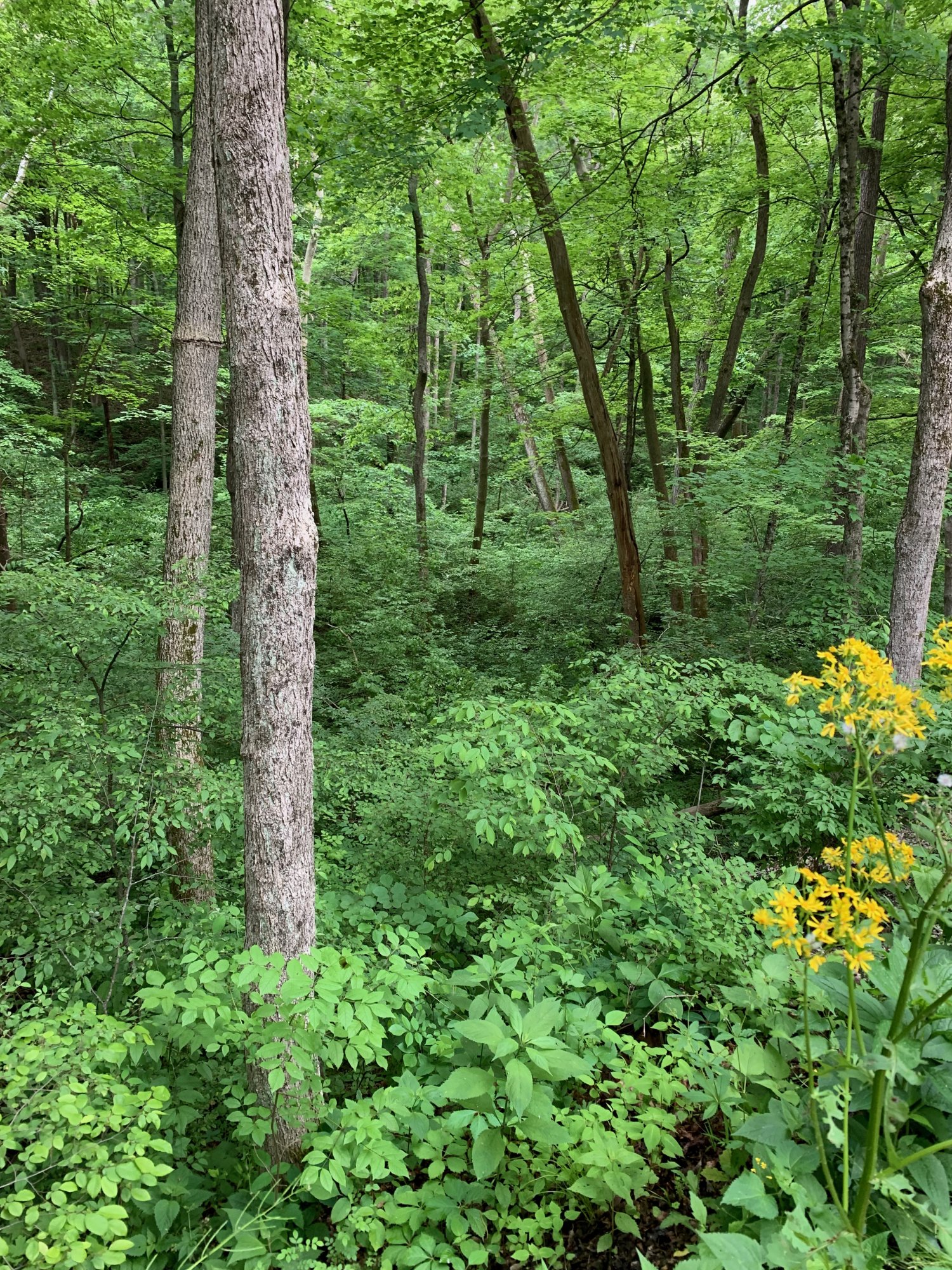 Battelle Darby Creek - Camp Chase Trail - Woods near trail 1.jpeg
