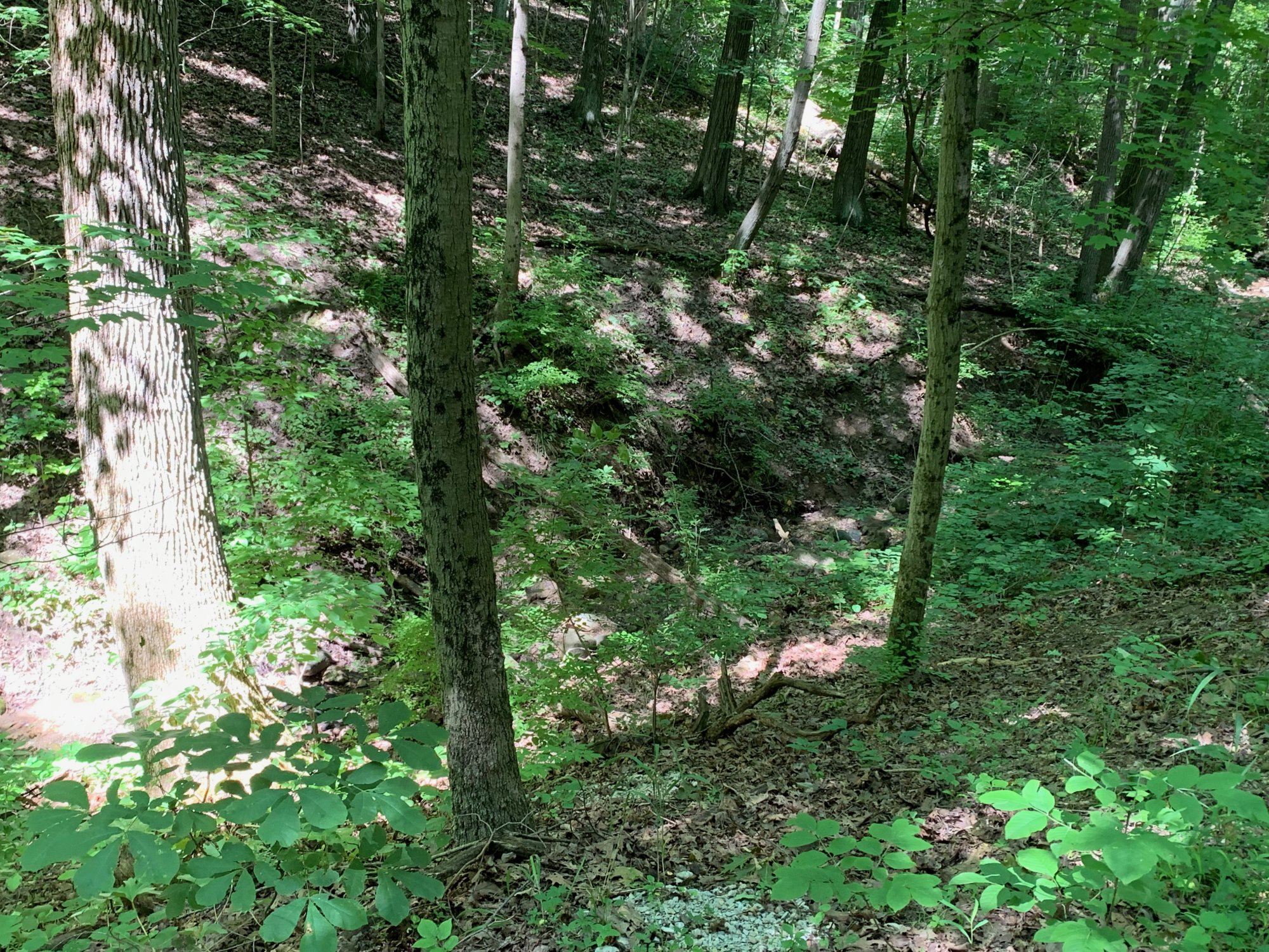 Battelle Darby Creek - Ravine next to counter clockwise hill climb 1.jpeg