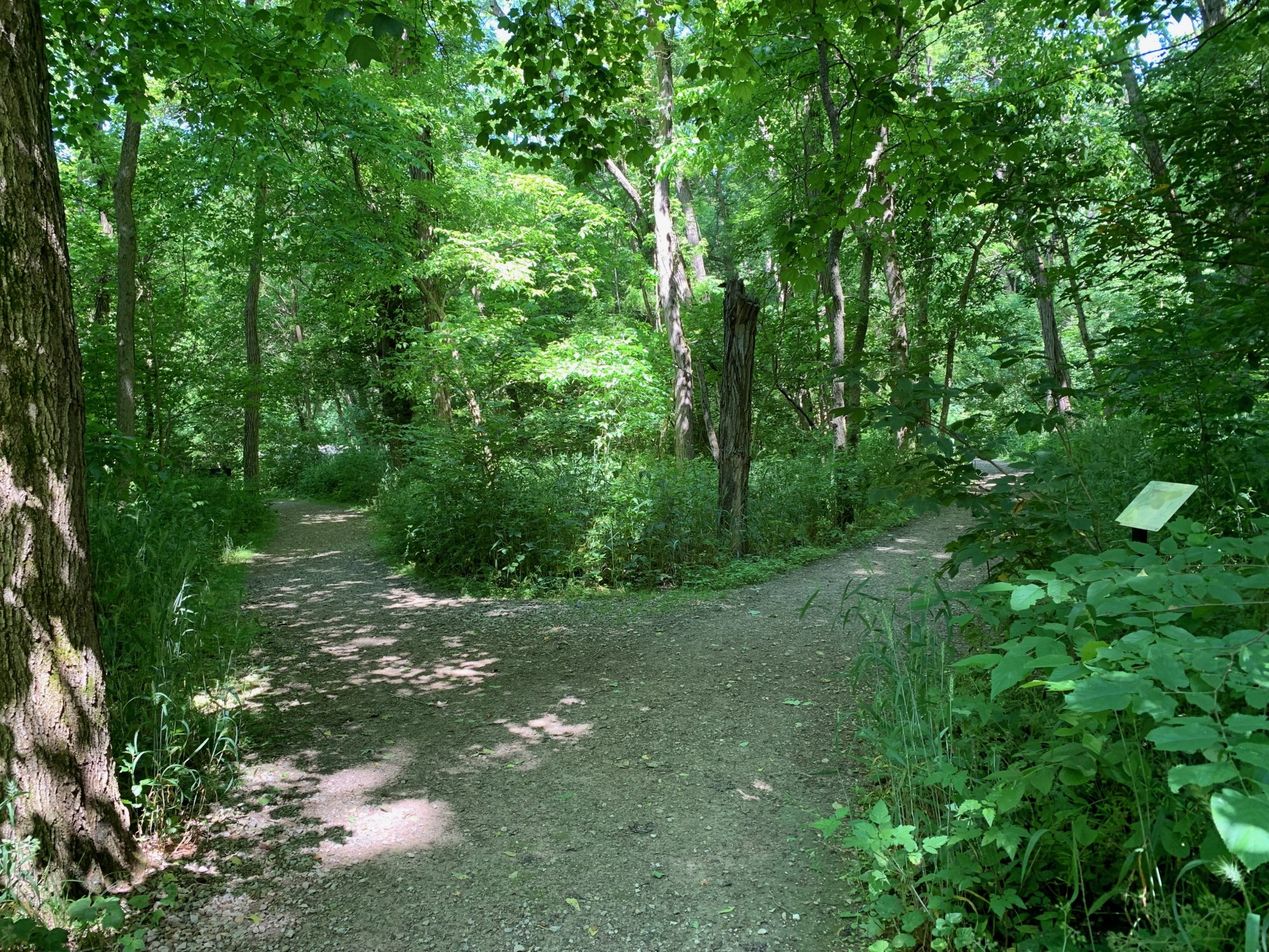 Battelle Darby Creek - Terrace Trail - Shade and trees.jpeg