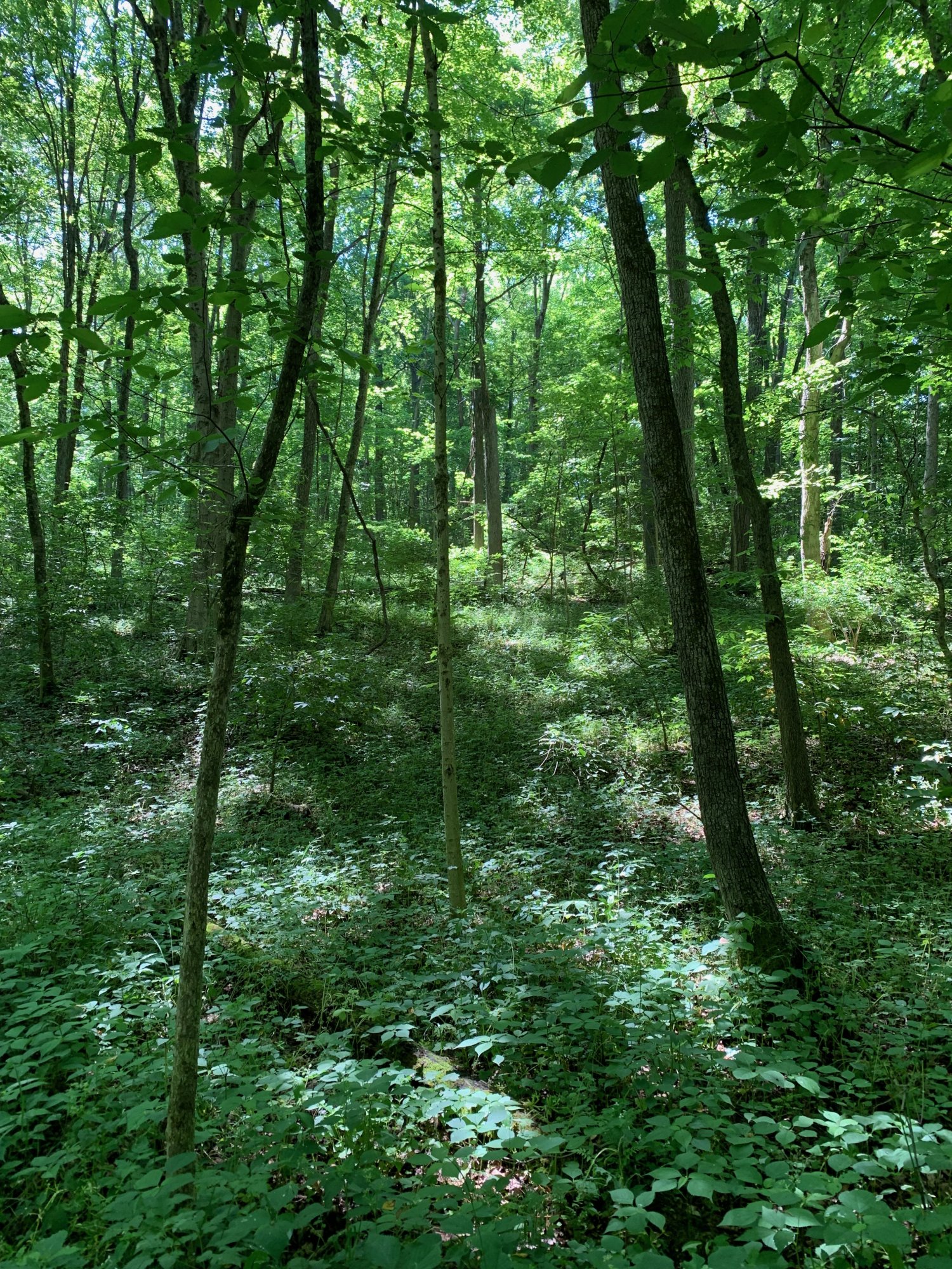 Battelle Darby Creek - Terrace Trail - Woods near trail 1.jpeg