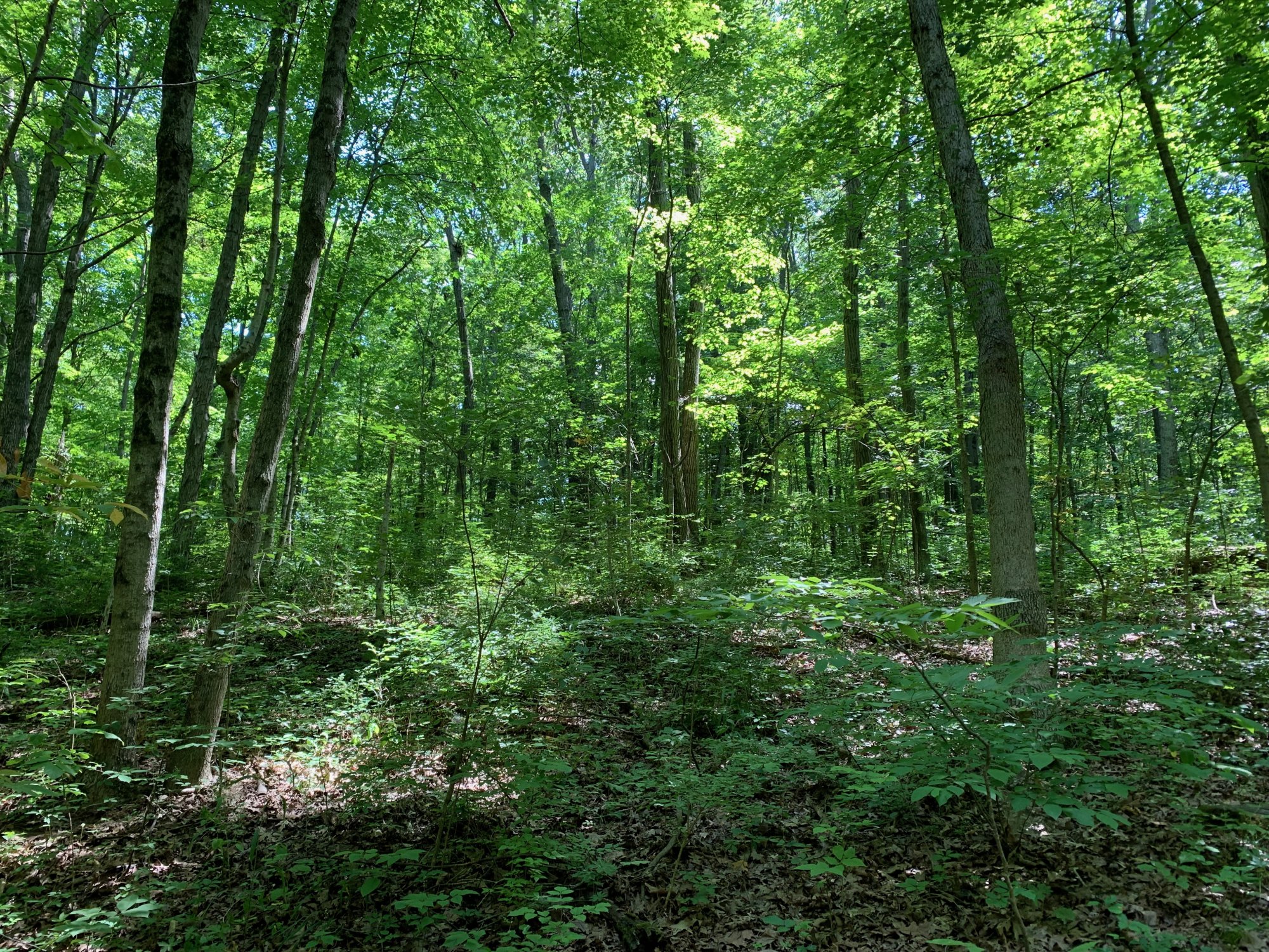 Battelle Darby Creek - Trees next to counter clockwise hill climb 1.jpeg