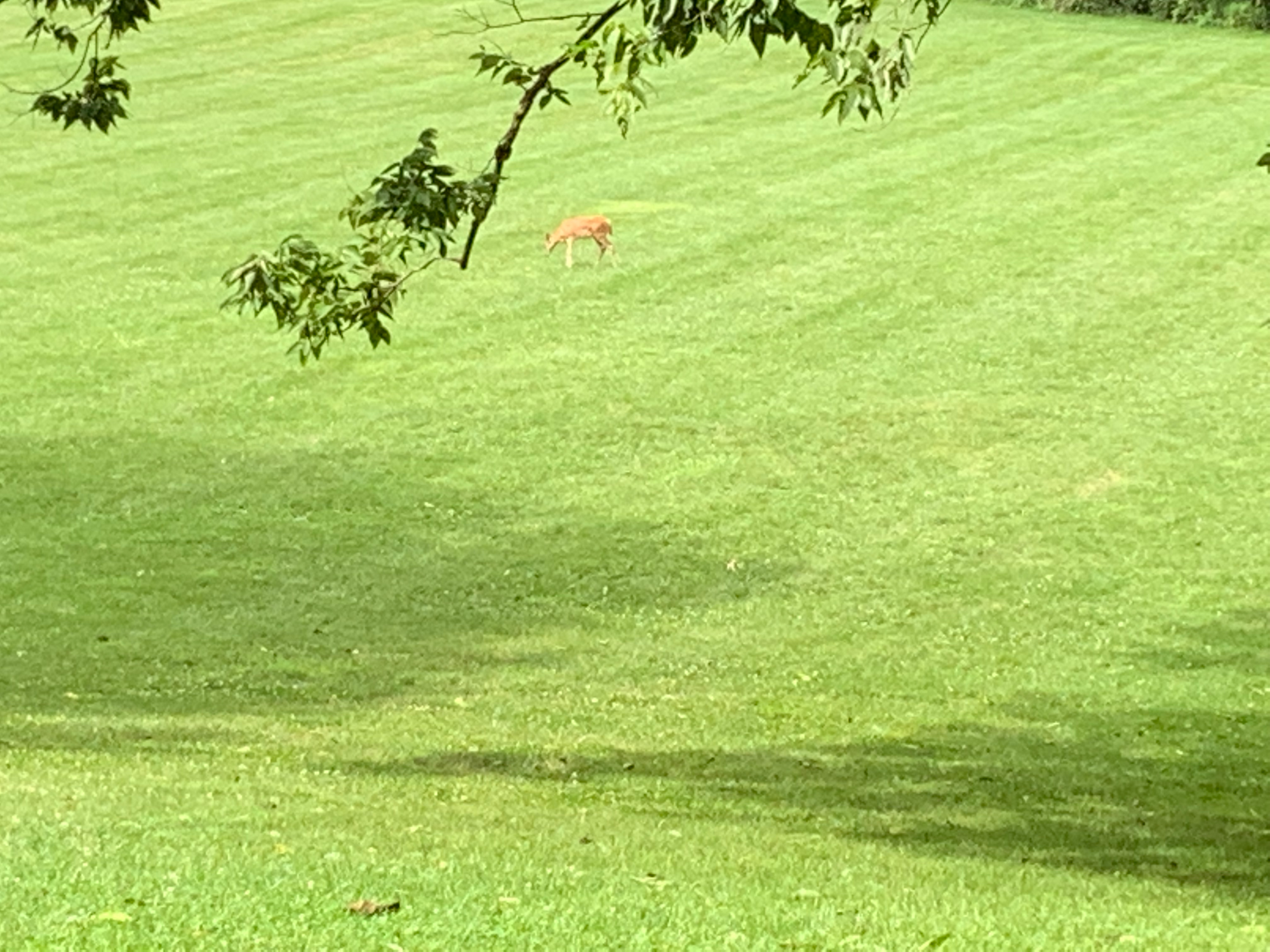 Battelle Darby - Deer in field 1.png