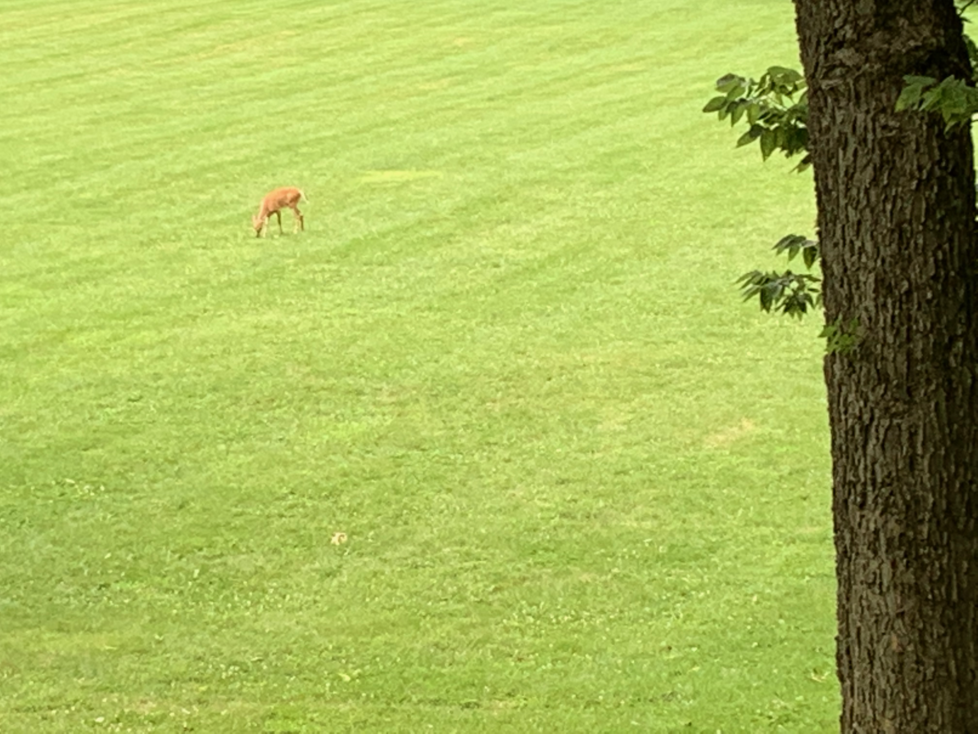Battelle Darby - Deer in field 2.png
