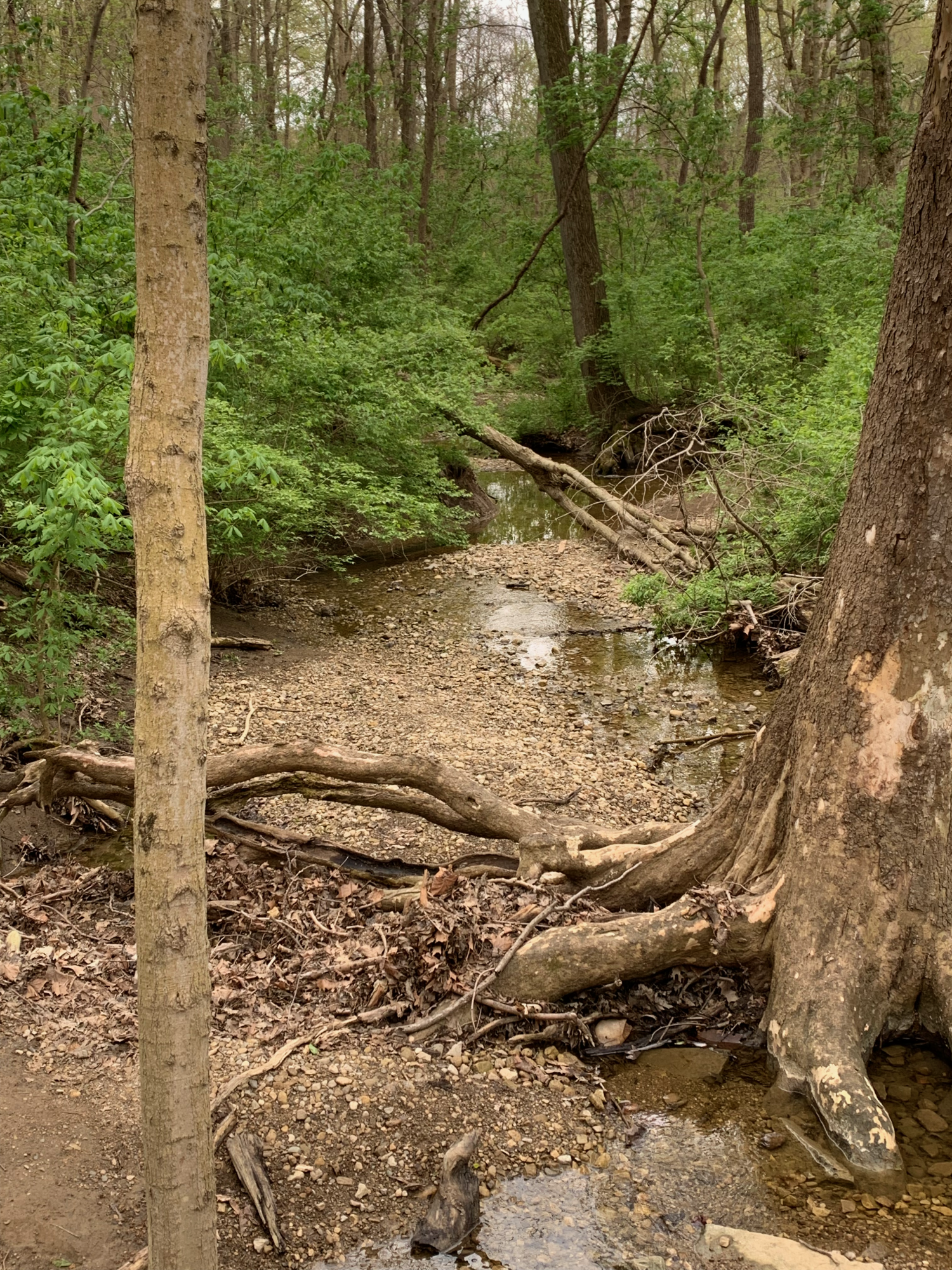 Battelle Darby - Small waterway near Chase Trail 1.png