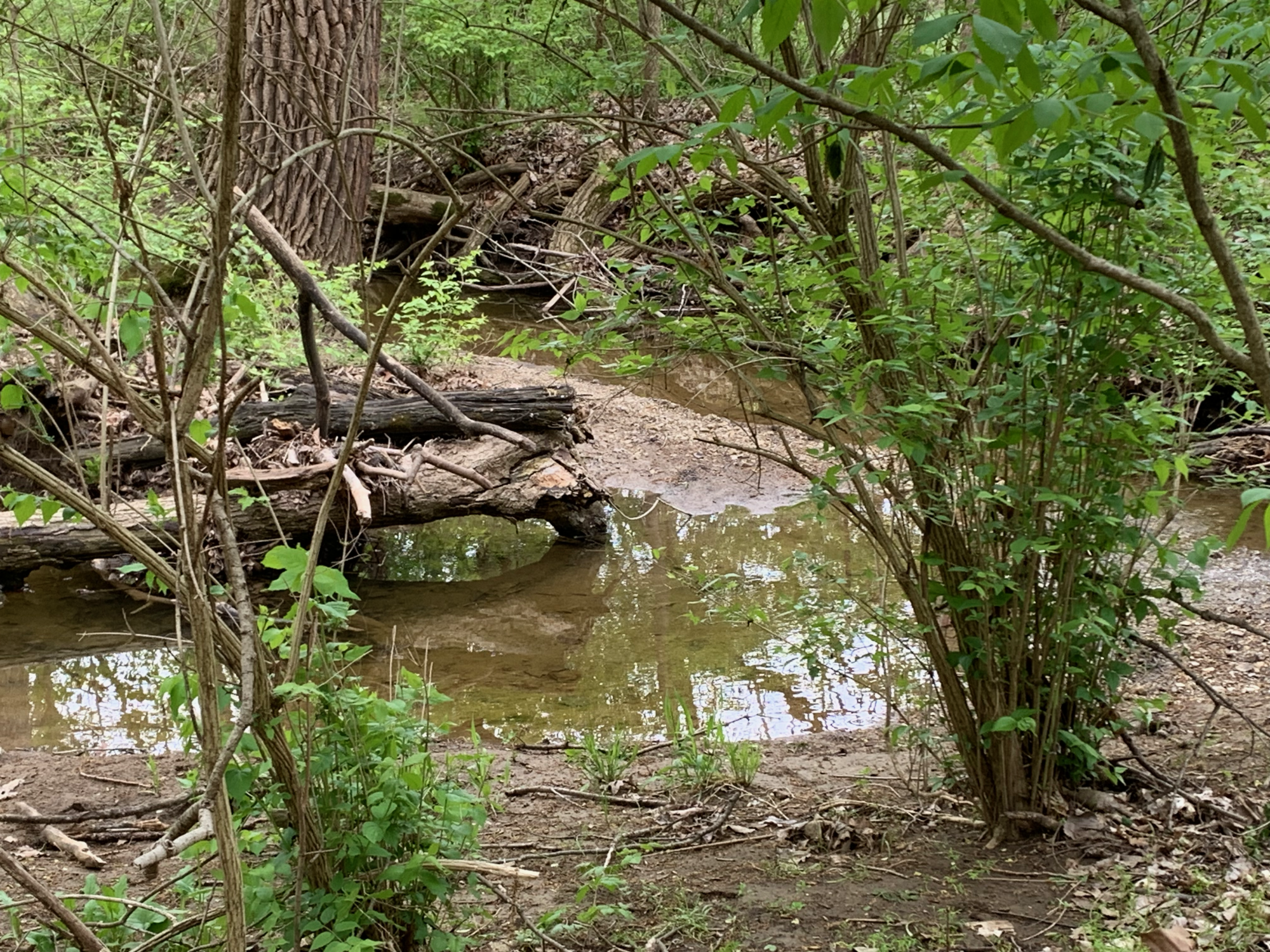 Battelle Darby - Small waterway near Chase Trail 3.png