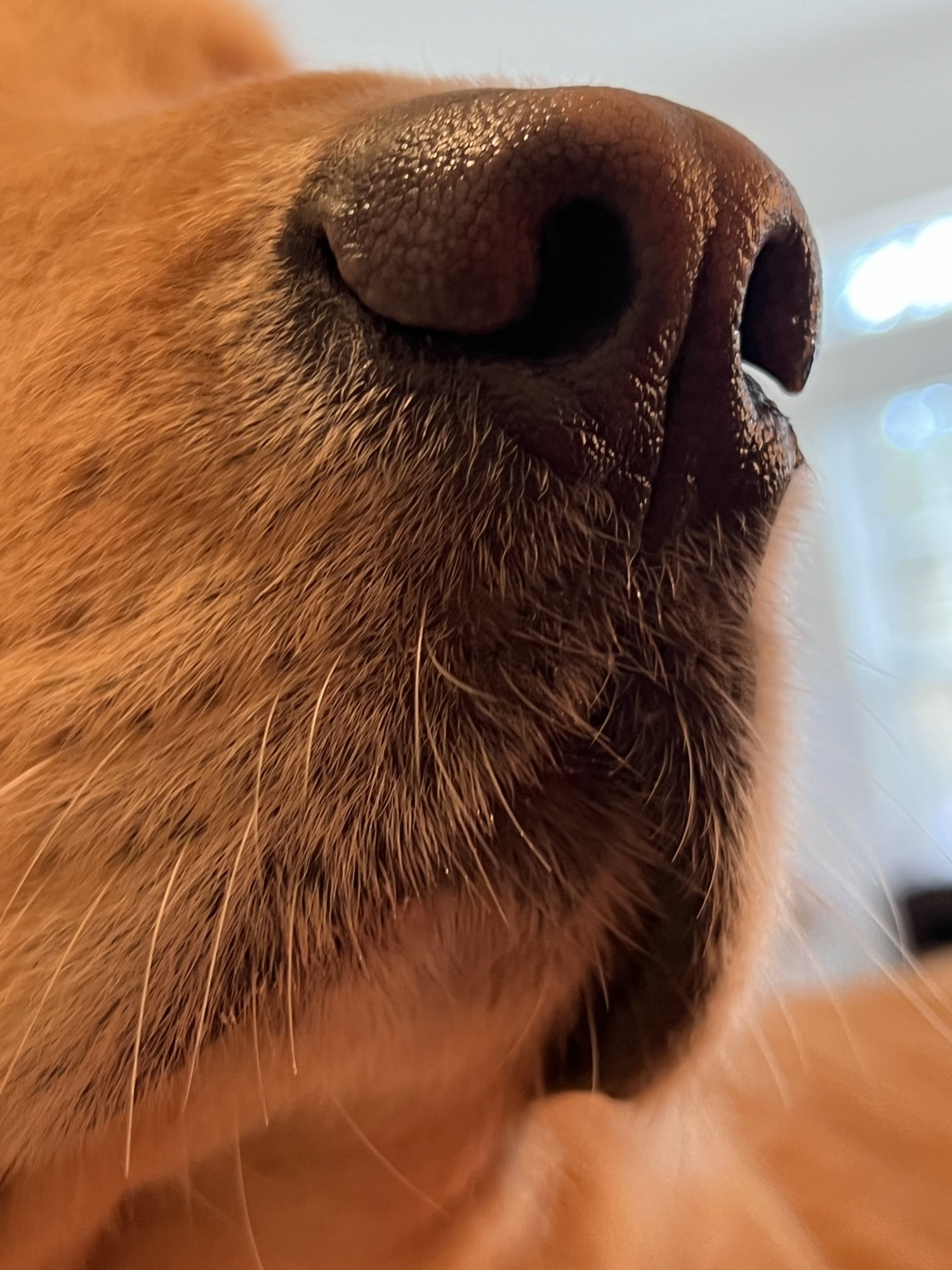 BE03185F-3EBB-463B-BA03-F12EED1F0934.jpeg