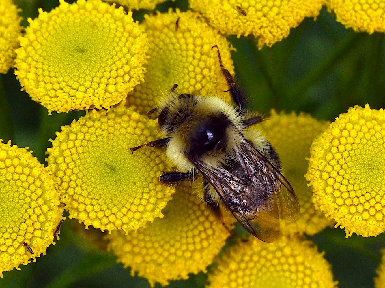 Bee_0755A.jpg