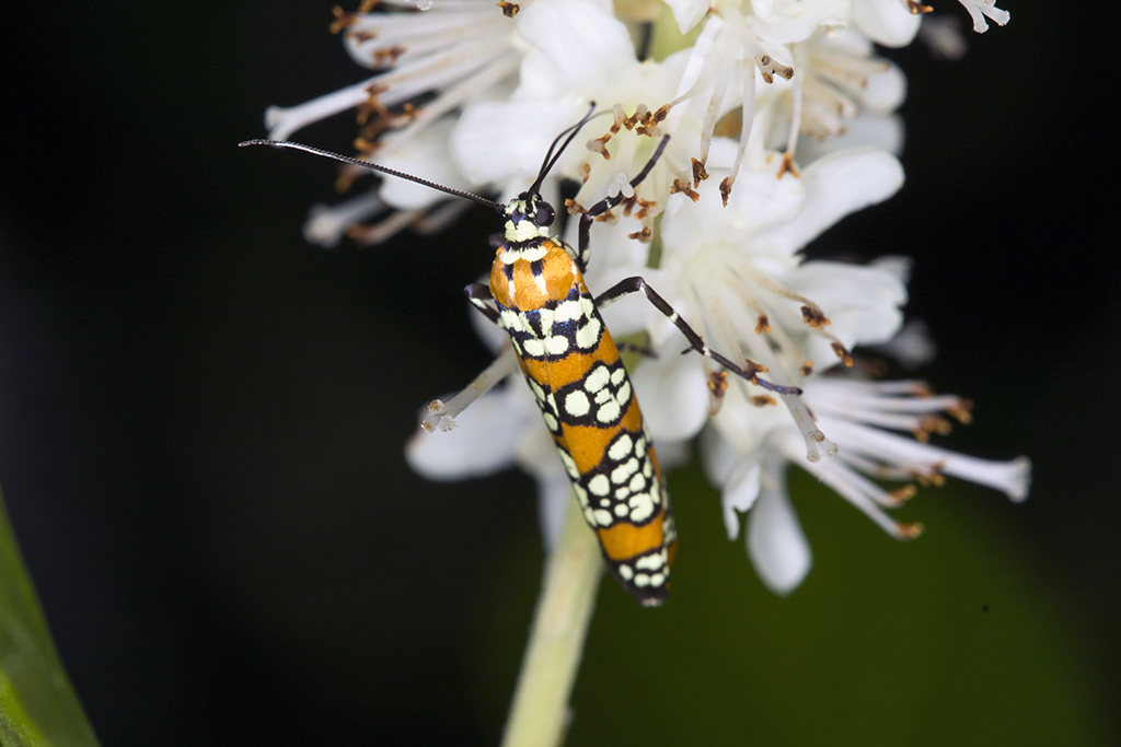 beetle11024.jpg