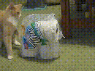 bellapaper.gif