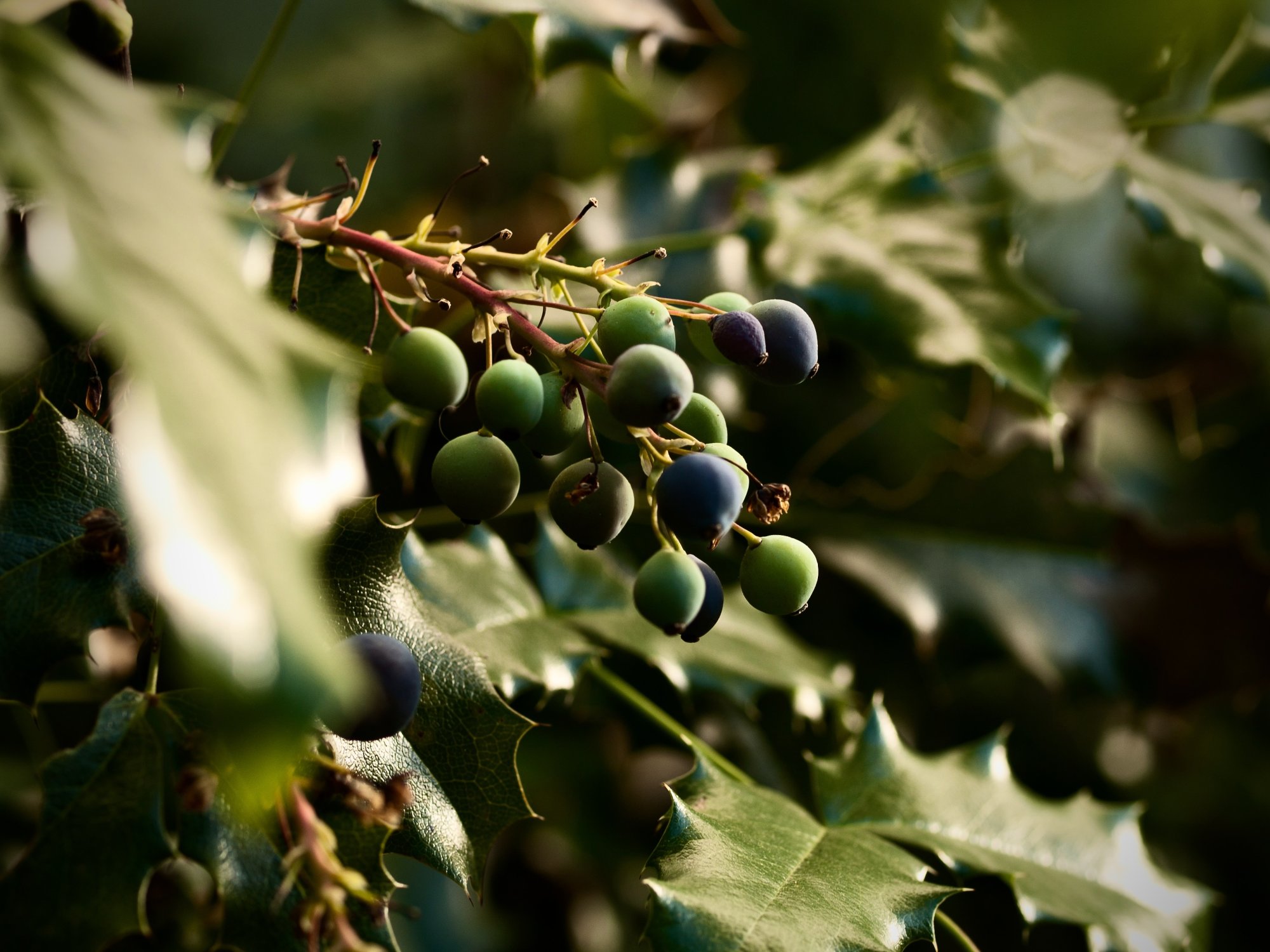 berries - 1.jpeg