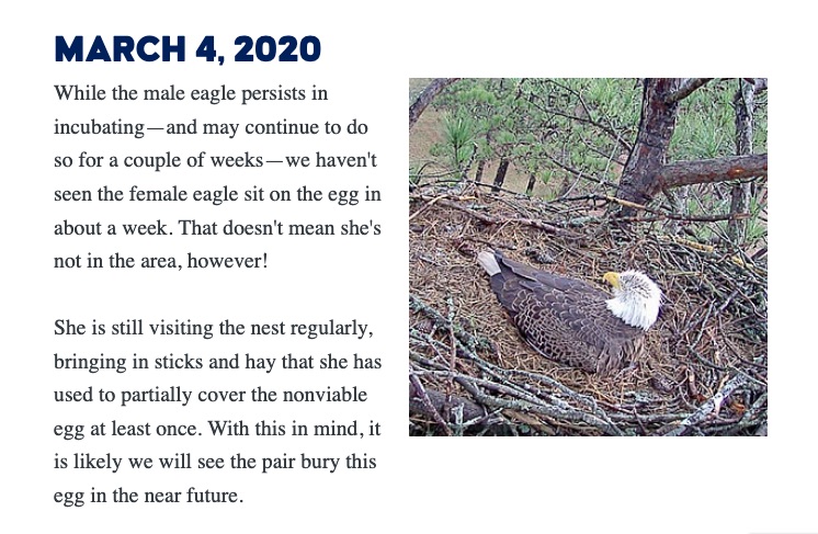 Berry College update on nonviable egg.jpg