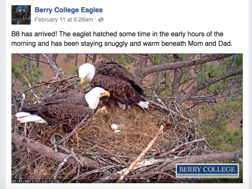 BerryCollegeEagleB8HasHatched.jpg