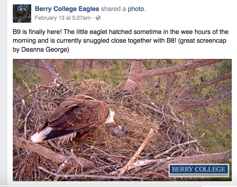BerryCollegeEagleB9JoinsTheParty.jpg