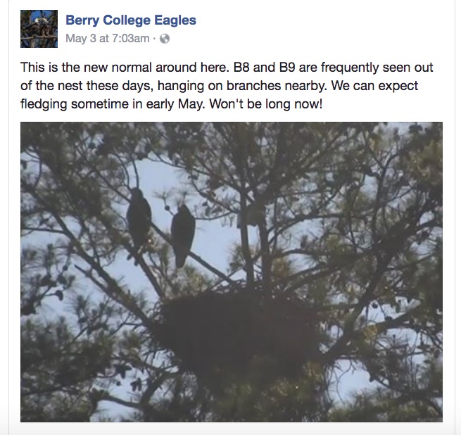 BerryCollegeEaglets2017GettingReadytoFly.jpg