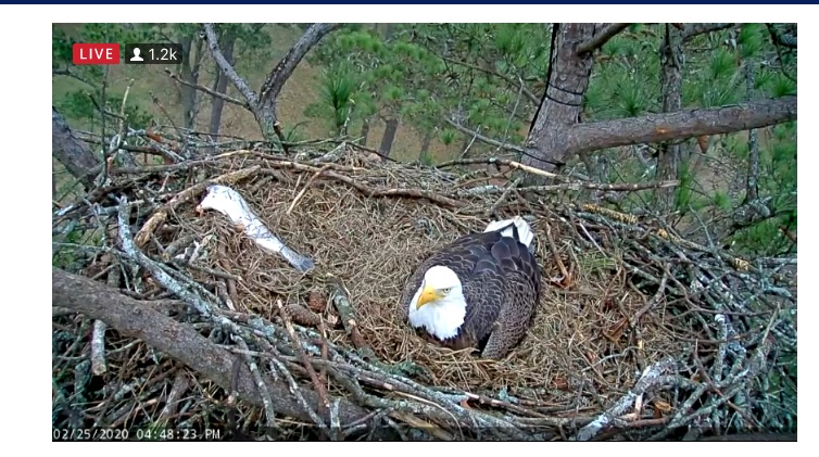 Big fish for supper already fetched in.jpg