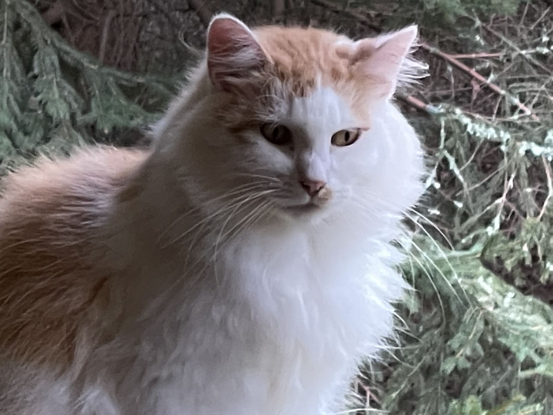 bigcat.jpg