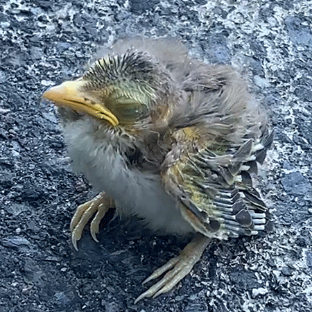 birb.gif