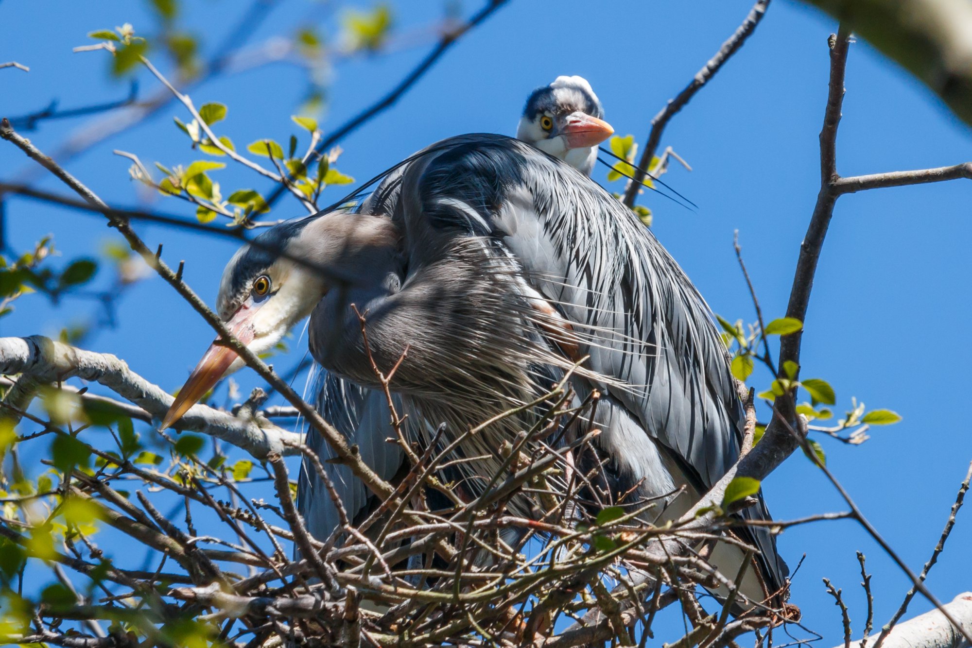 Bird_IMG_3106.jpg