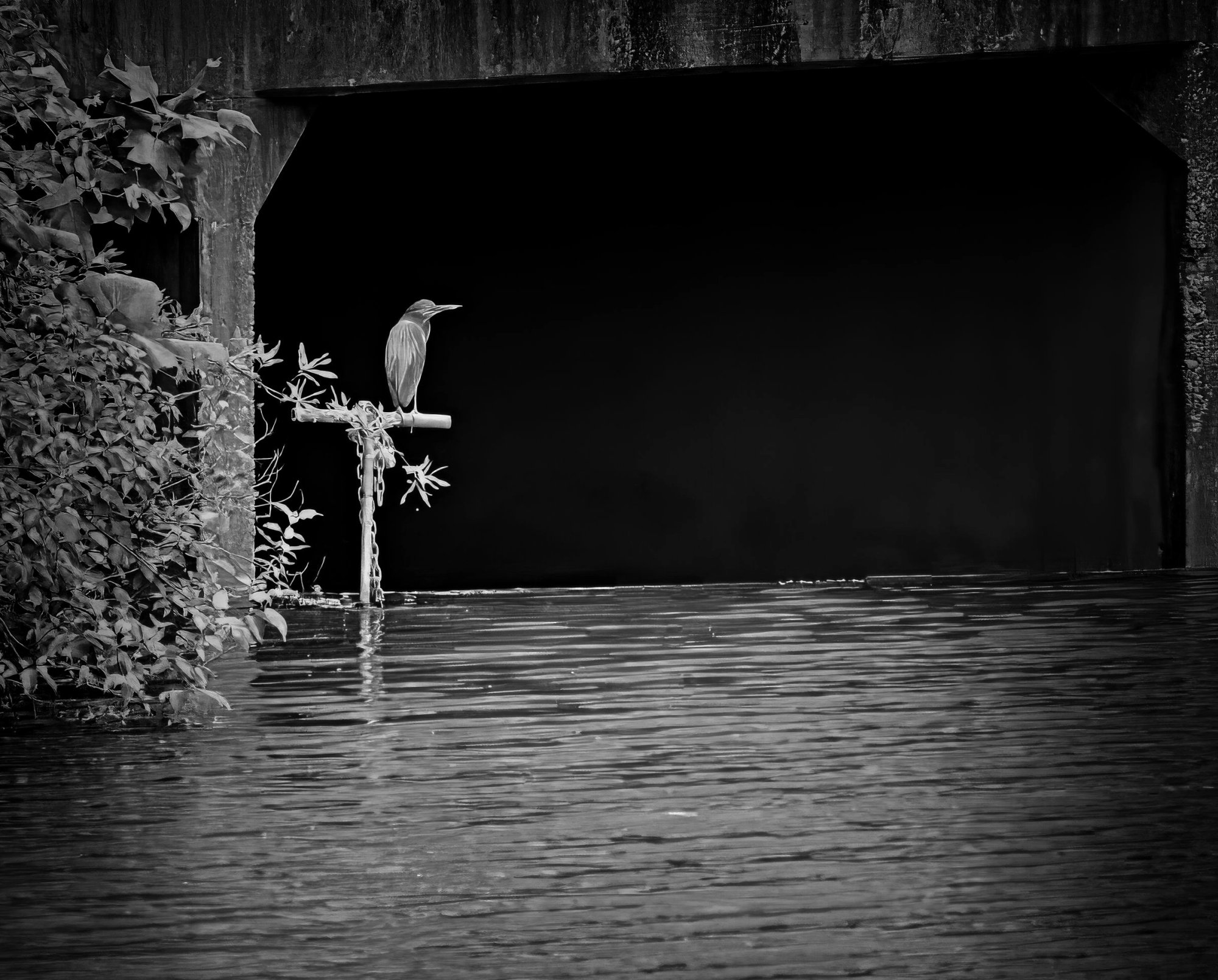 Black-Crowned Night Heron (B&W).jpeg