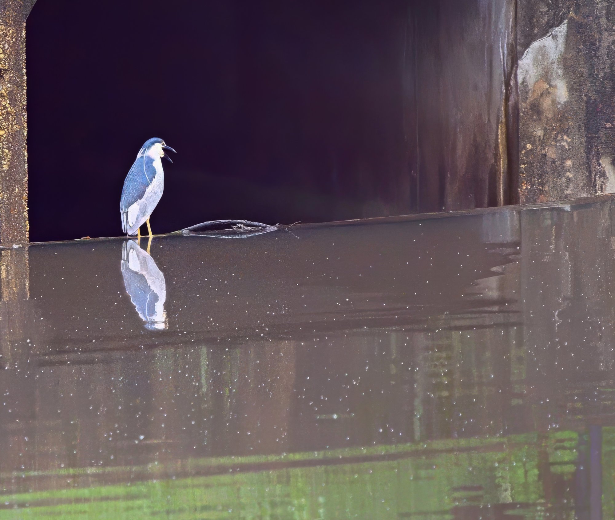 Black-Crowned Night Heron.jpeg