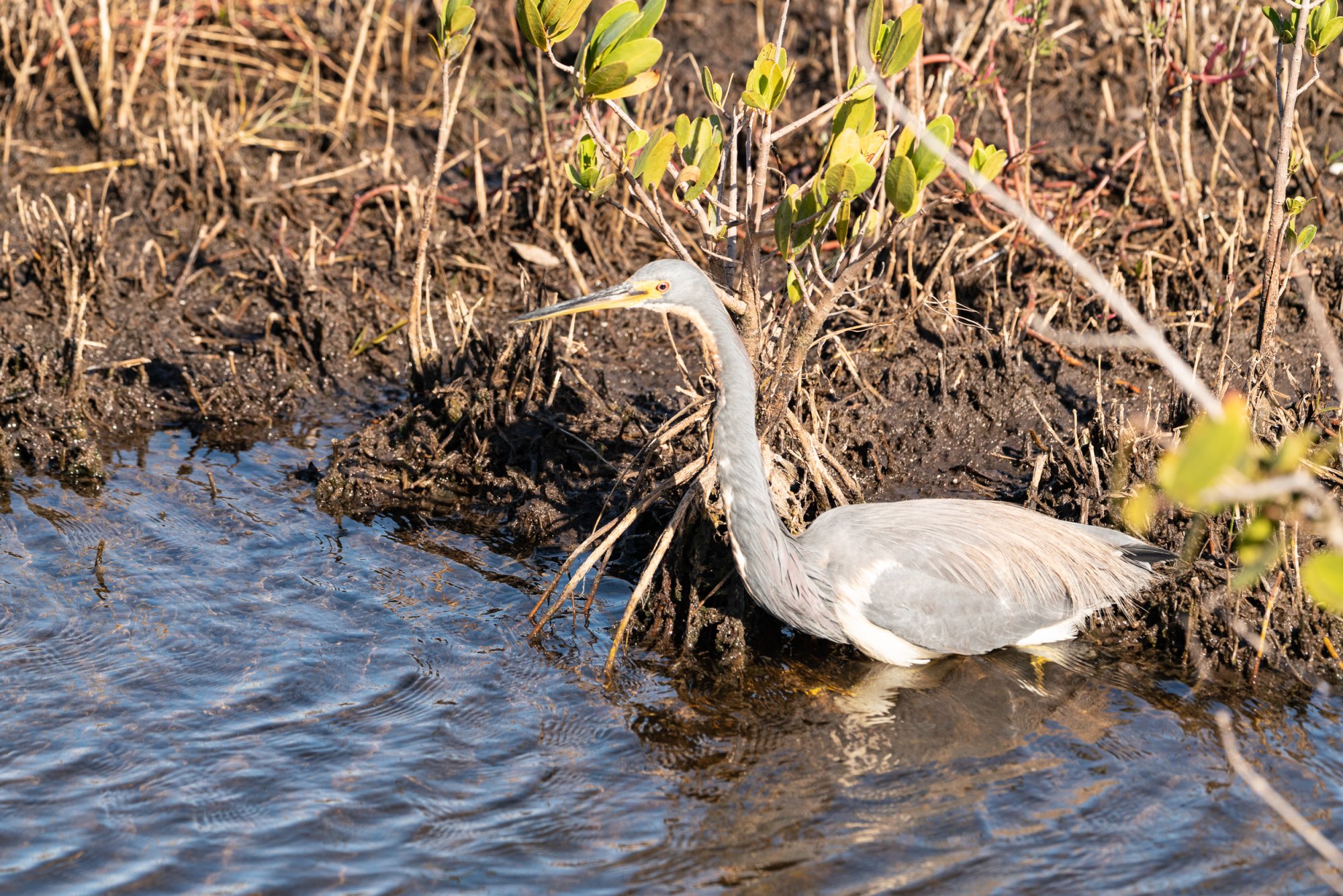 Blackpoint - 2500px-1.jpg