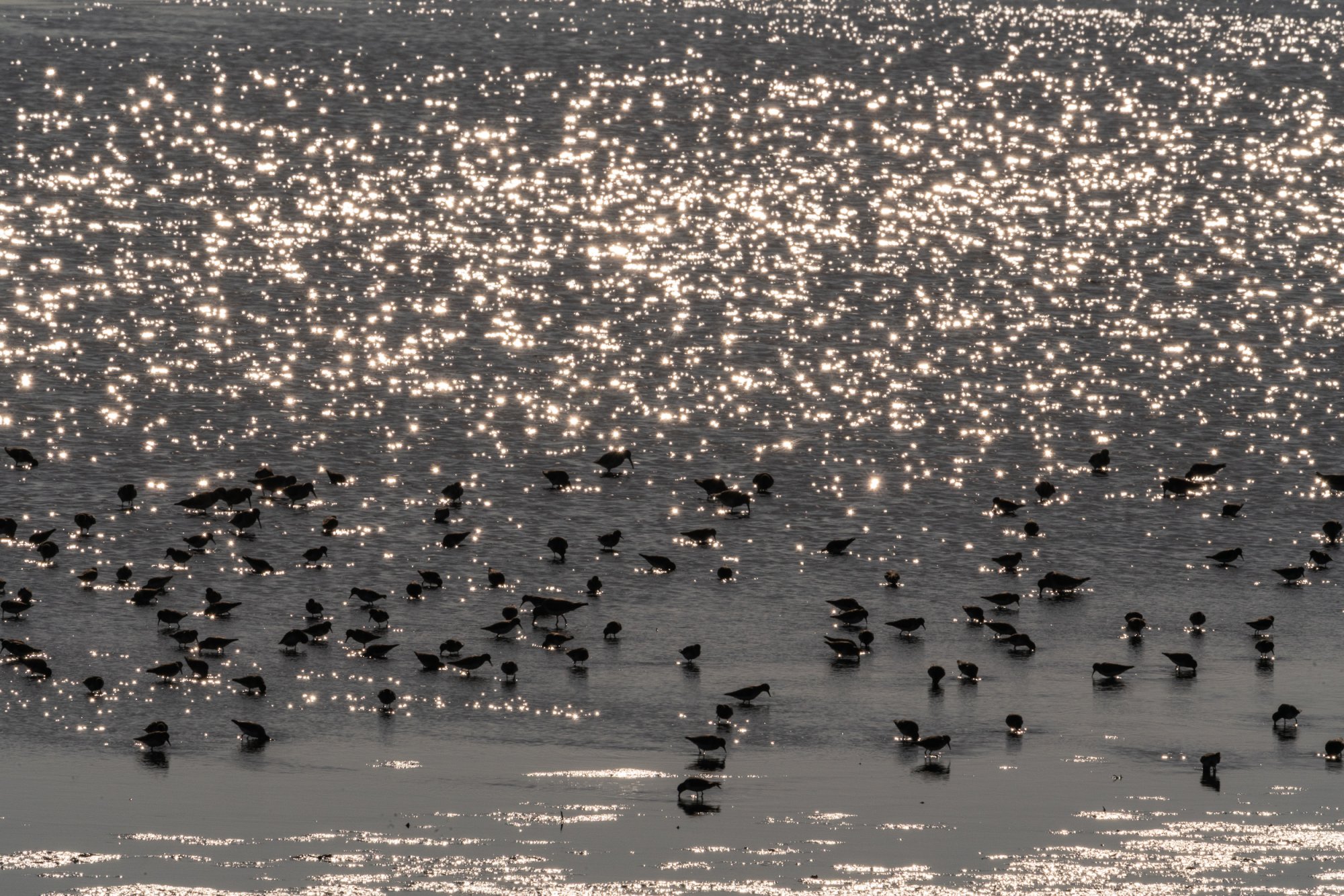 Blackpoint - 2500px-12.jpg