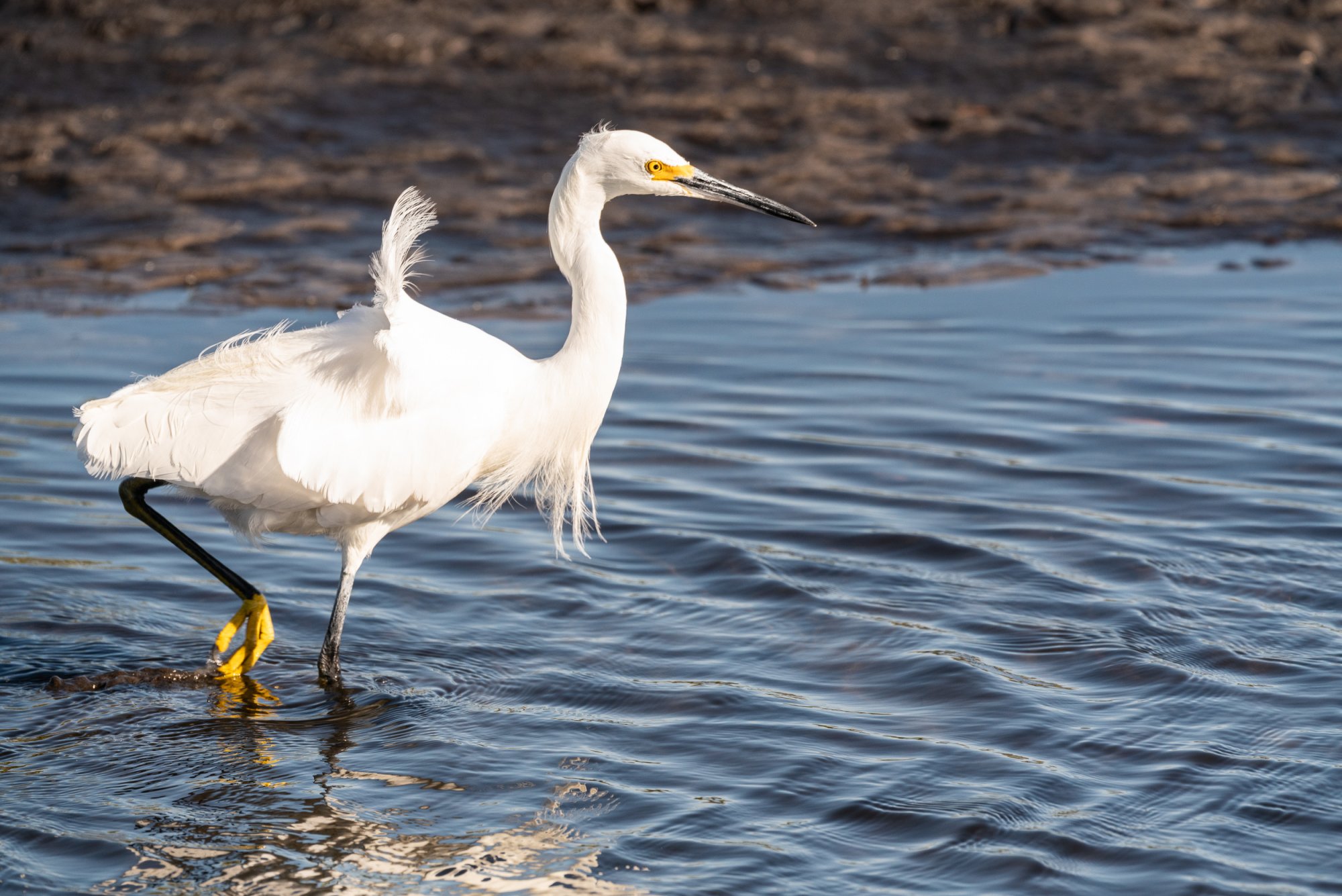 Blackpoint - 2500px-7.jpg