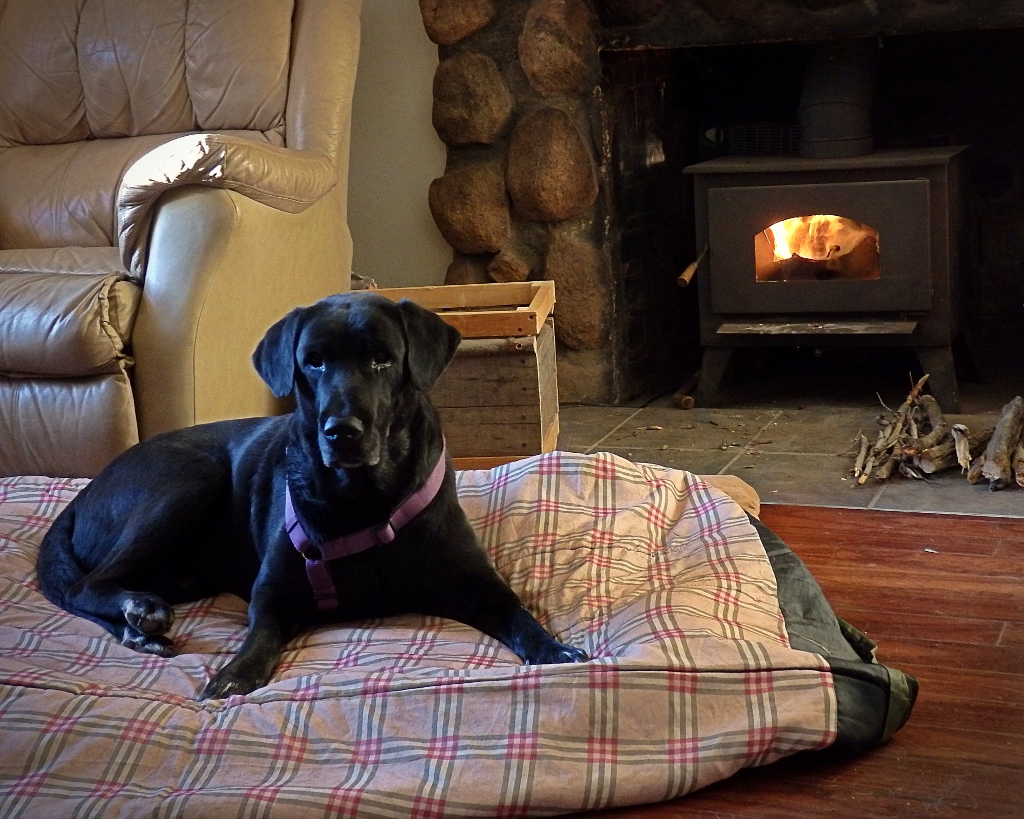 Blacky by the fire xv.jpg