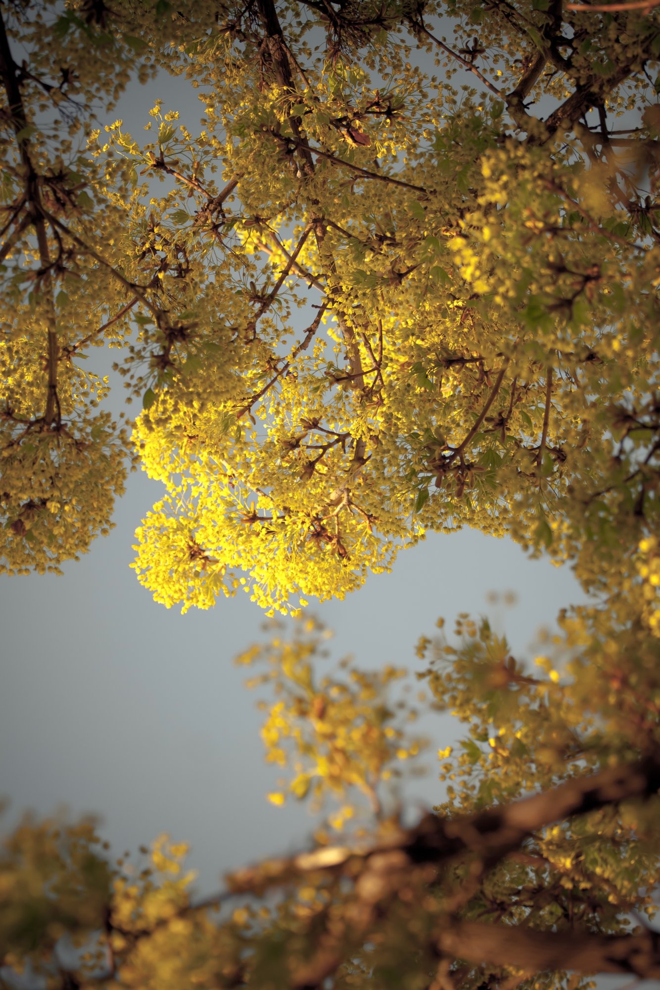 blossom - 1.jpeg
