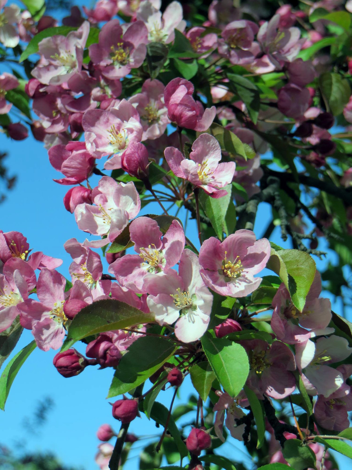 blossoms.jpg