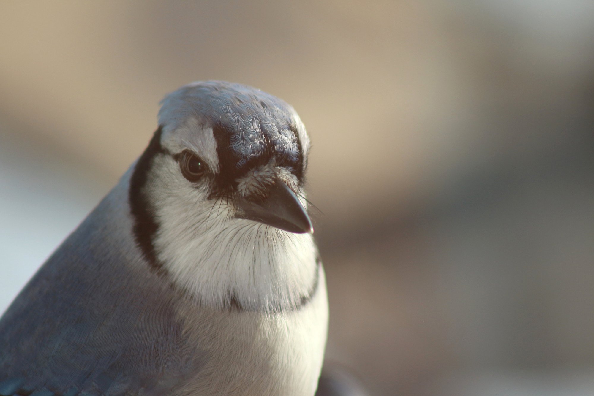 blue jay closeup.jpg